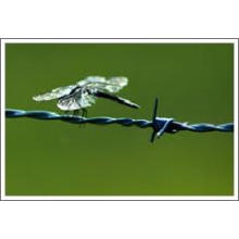 Electro-Galvanized Barbed Wire